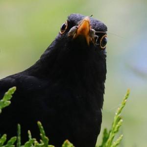 Eurasian Blackbird