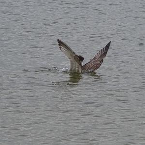 Herring Gull