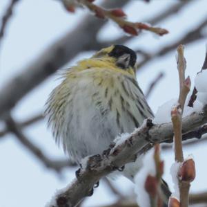 Eurasian Siskin