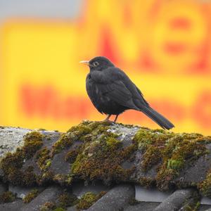 Eurasian Blackbird