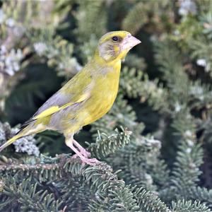 European Greenfinch