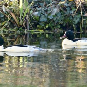 Common Merganser