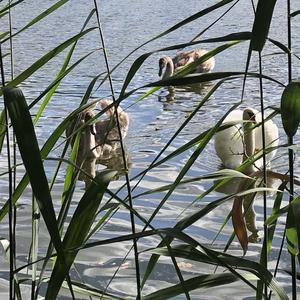 Mute Swan