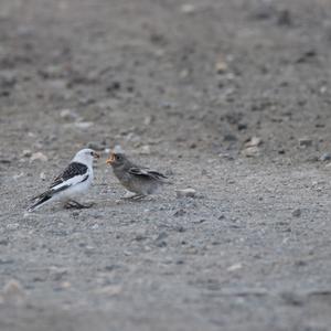 Snow Bunting