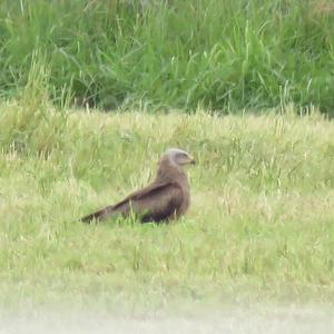 Common Buzzard