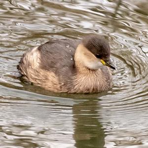 Little Grebe