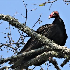 Turkey Vulture