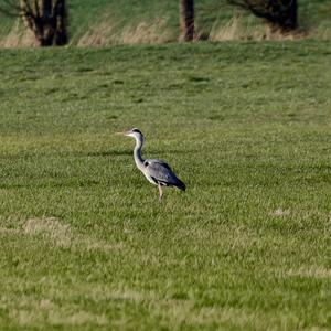 Grey Heron