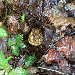 Pigskin Poison Puffball