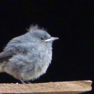 Common Redstart