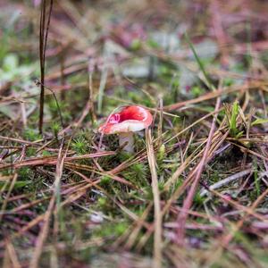 Emetic Russula