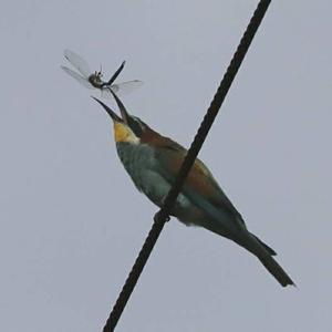 European Bee-eater