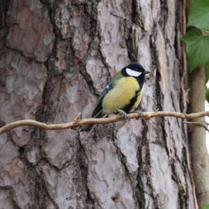 Great Tit