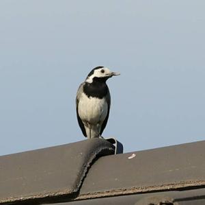 White Wagtail