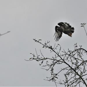 Mäusebussard