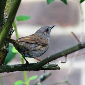 Hedge Accentor