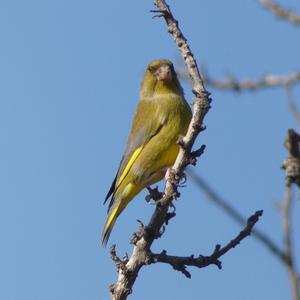 European Greenfinch