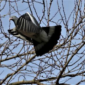 Common Wood-pigeon