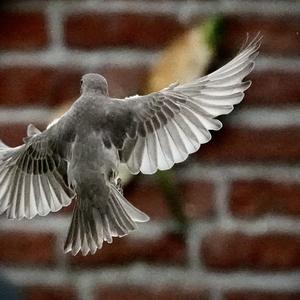 Common Starling