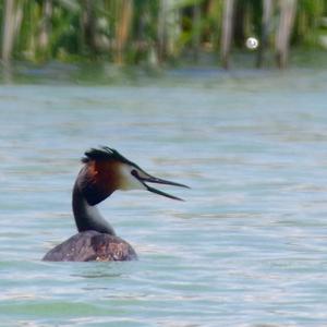 Great Crested Grebe