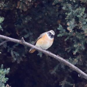 Common Redstart