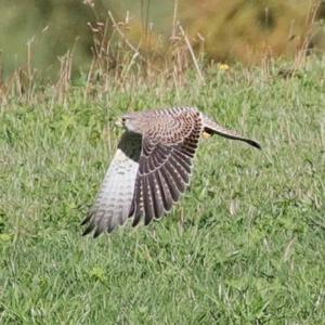 Common Kestrel