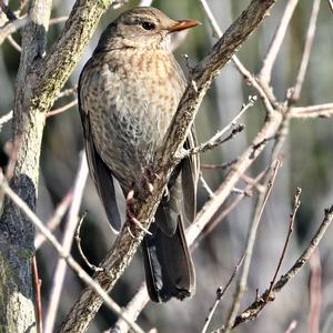 Eurasian Blackbird