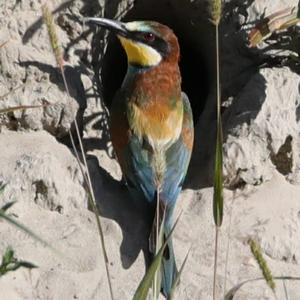 European Bee-eater