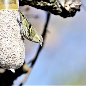 Eurasian Siskin