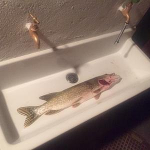 Northern pike