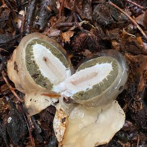 Stinkhorn, Common