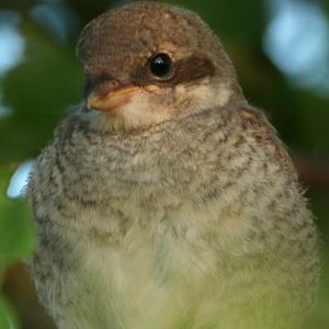 Red-backed Shrike