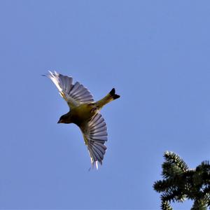 European Greenfinch