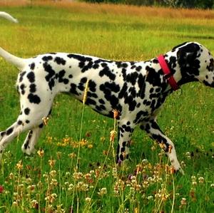 Dalmatian