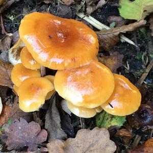 Orange Slime Web Cap