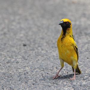 Village Weaver