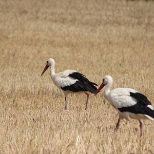 White Stork