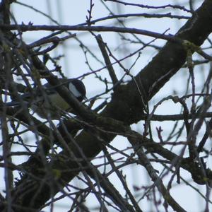 Great Tit