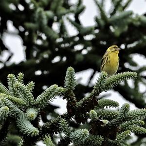 Eurasian Siskin