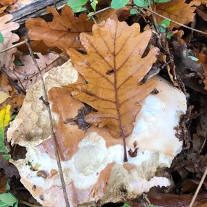 King Bolete