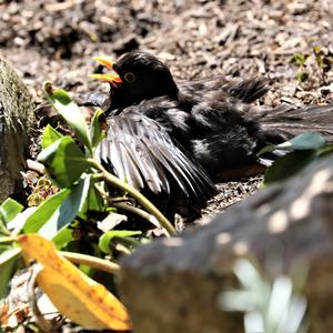 Eurasian Blackbird