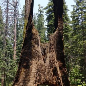Giant Sequoia