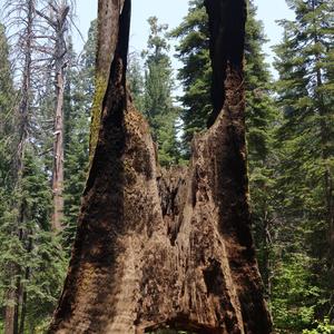 Giant Sequoia