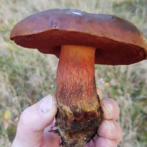 Dotted-stem Bolete