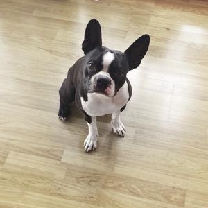 Boston Terrier