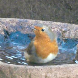 European Robin