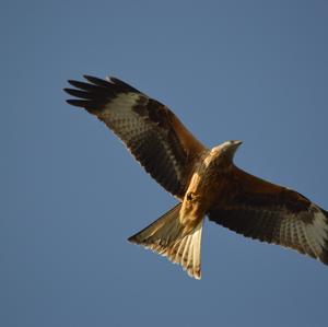 Red Kite