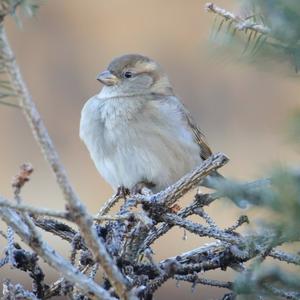 House Sparrow