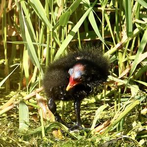 Common Moorhen