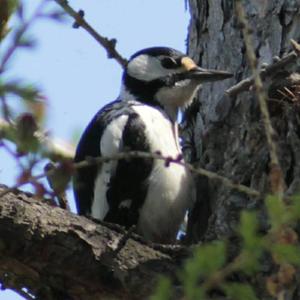 Great Spotted Woodpecker